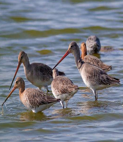 湿地科普—鸟类